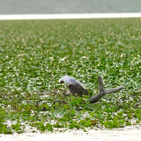 Apartman Skadarsko Jezero Bay Vranjina Kültér fotó