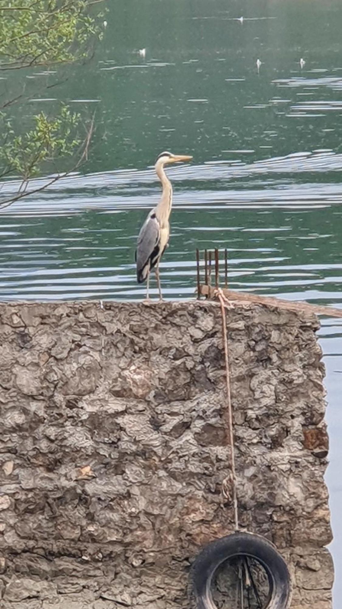 Apartman Skadarsko Jezero Bay Vranjina Kültér fotó